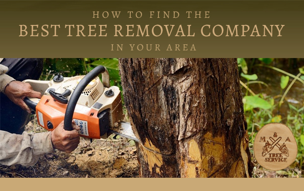 Choosing the Best Hillsborough NJ Tree Removal Company