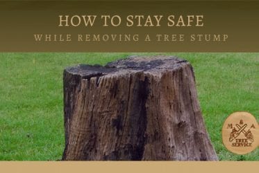 How to Stay Safe During a Franklin Township NJ Stump Removal
