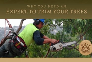 Why You Need a Warren NJ Tree Trimming Company for Your Project