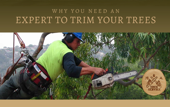 Why You Need a Warren NJ Tree Trimming Company for Your Project