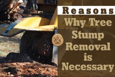Reasons Why Bernards, NJ Stump Removal is Necessary