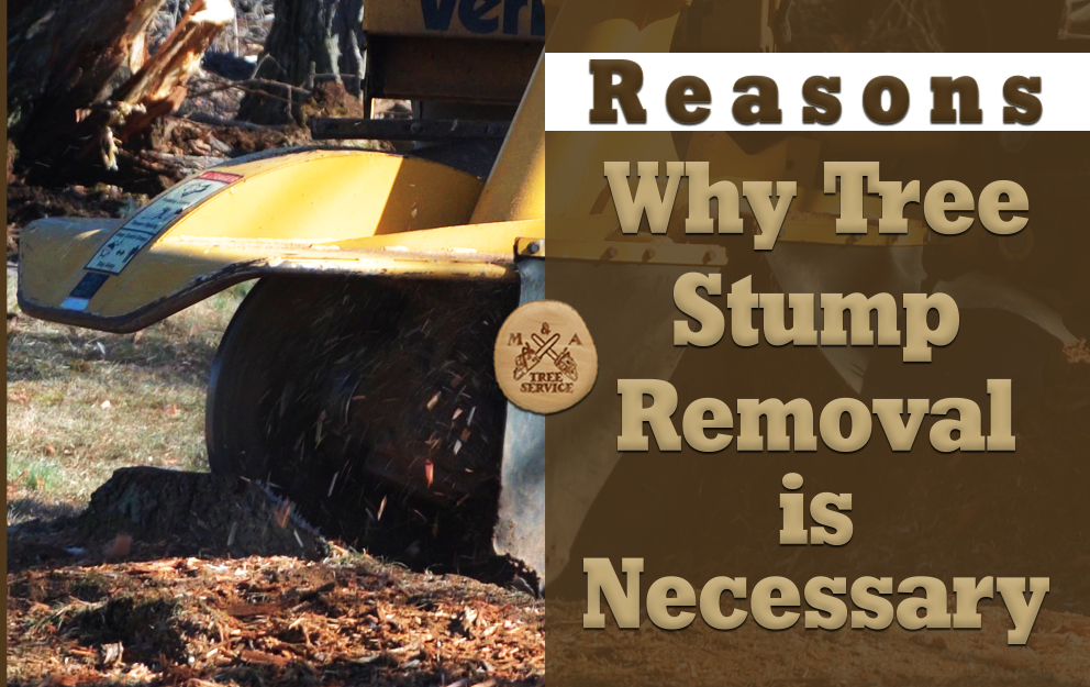 Reasons Why Bernards, NJ Stump Removal is Necessary