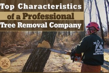 Characteristics of a Professional Montgomery NJ Tree Removal Company You Should Lookout For