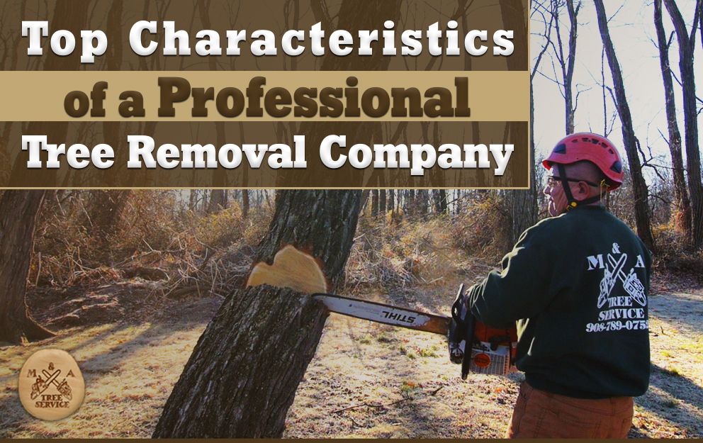 Characteristics of a Professional Montgomery NJ Tree Removal Company You Should Lookout For