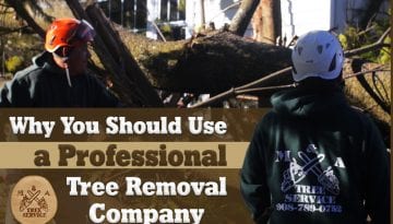 Why You Should Use A Professional Franklin Township, NJ Tree Removal Company