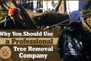 Why You Should Use A Professional Franklin Township, NJ Tree Removal Company