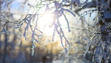 winter tree removal services