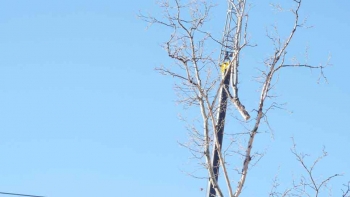 M & A Tree Service