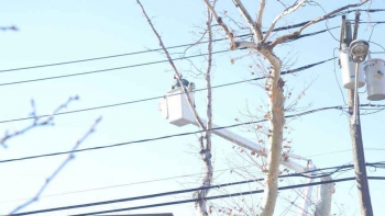 M & A Tree Service