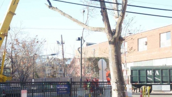 M & A Tree Service