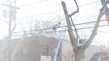 M & A Tree Service