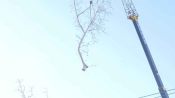 M & A Tree Service