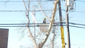 M & A Tree Service