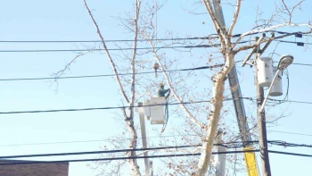 M & A Tree Service