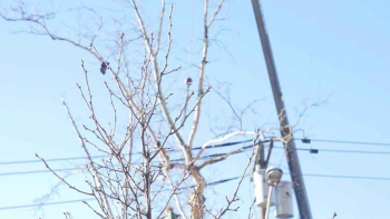 M & A Tree Service