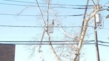M & A Tree Service