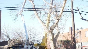 M & A Tree Service