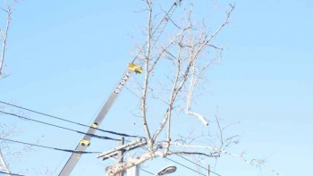 M & A Tree Service