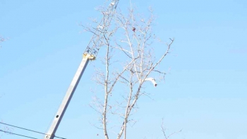 M & A Tree Service