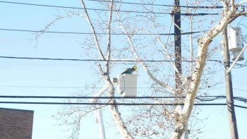 M & A Tree Service